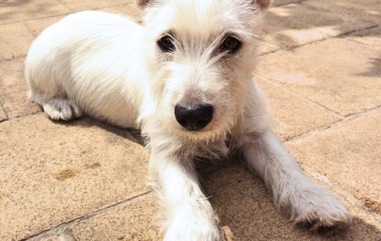 Lola sitzt auf Terrasse