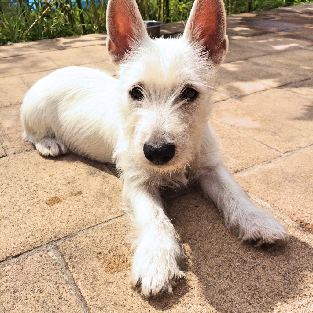 Lola sitzt auf Terrasse